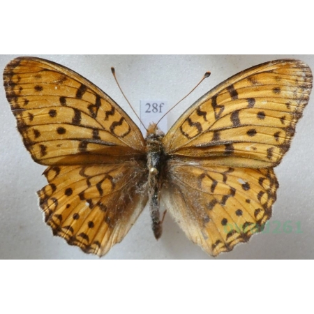 Argynnis nerippe coreana (Butler, 1882) Russia28f